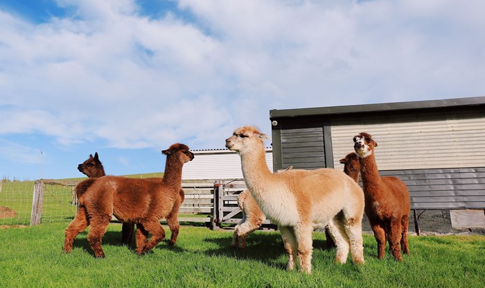 You can now hire an alpaca for your wedding in Edinburgh