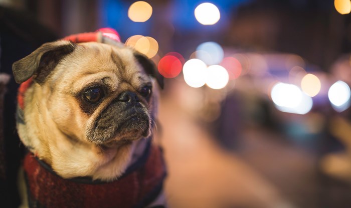 Dog-friendly comedy club to land in Edinburgh next year